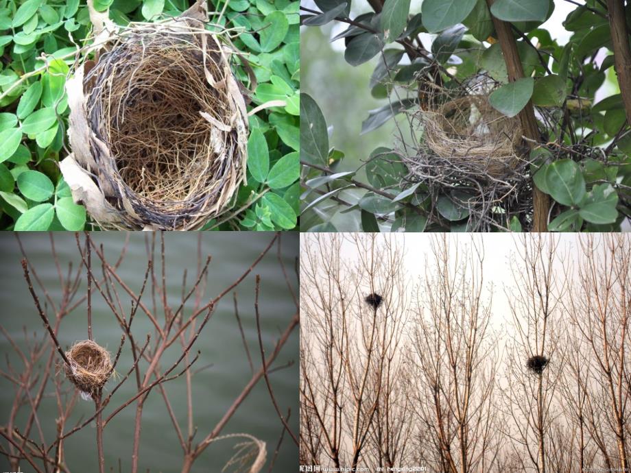 中班科学活动《小鸟造的房子》PPT课件教案小鸟造的房子-中班-PPT.pptx_第2页