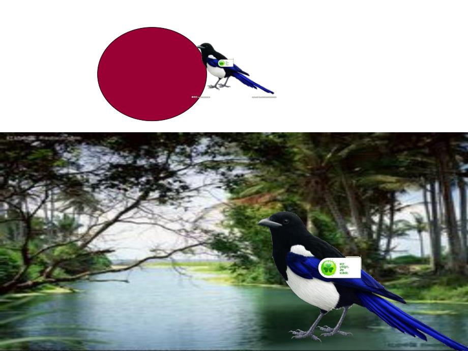 中班科学活动《小鸟造的房子》PPT课件教案小鸟造的房子-中班-PPT.pptx_第3页