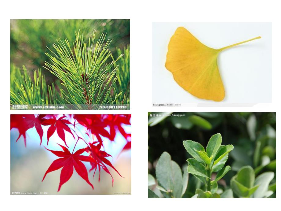 中班科学《有趣的树叶》PPT课件教案PPT课件.pptx_第3页