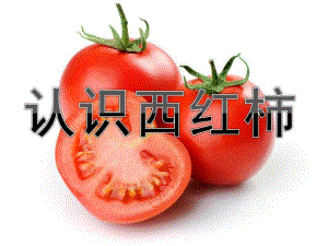 中班健康《认识西红柿》PPT课件教案中班科学活动：认识西红柿.pptx