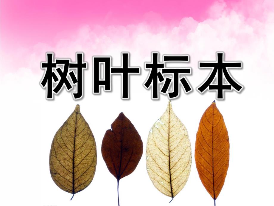 中班科学《树叶标本》PPT课件树叶标本.pptx_第1页