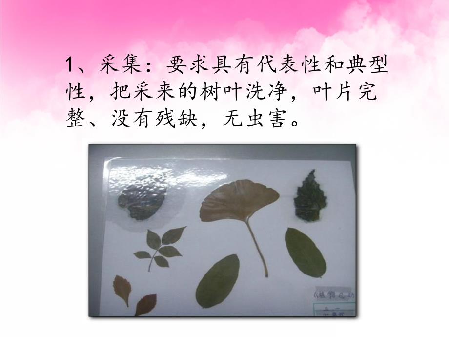 中班科学《树叶标本》PPT课件树叶标本.pptx_第3页