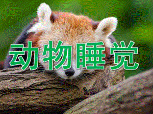 中班科学《动物睡觉》PPT课件教案PPT课件.pptx
