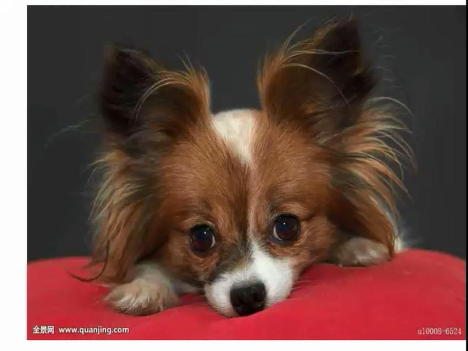 中班科学《动物怎样睡觉》中班科学《动物怎样睡觉》课件.pptx_第3页