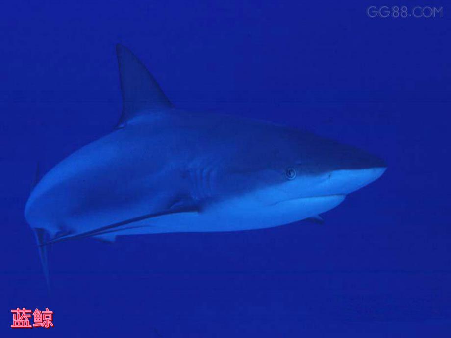 中班科学《海洋动物之最》PPT课件中班科学《海洋动物之最》.pptx_第3页