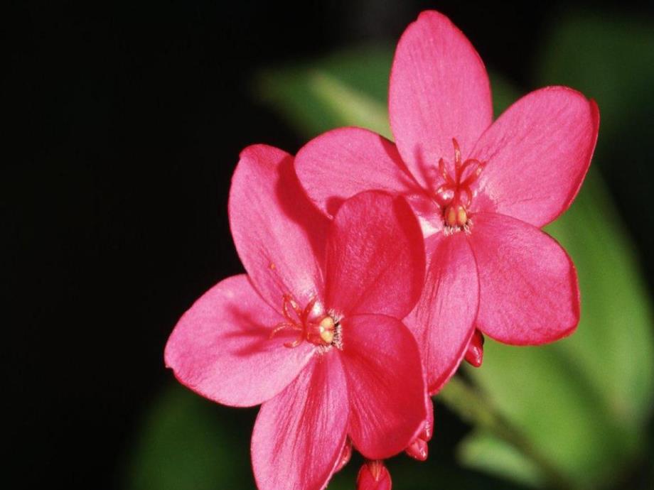 中班美术《彩色的春雨》PPT课件教案图文PPT课件.pptx_第3页