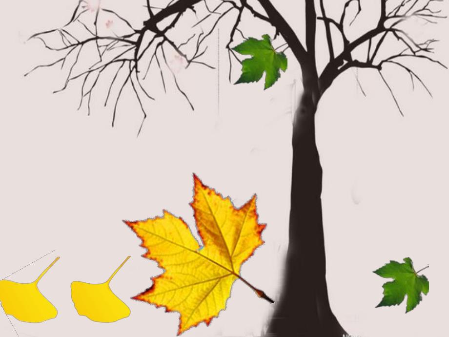 中班数学分树叶《5的组成》PPT课件教案d0b5f98c-48b4-4c65-8b83-.pptx_第2页