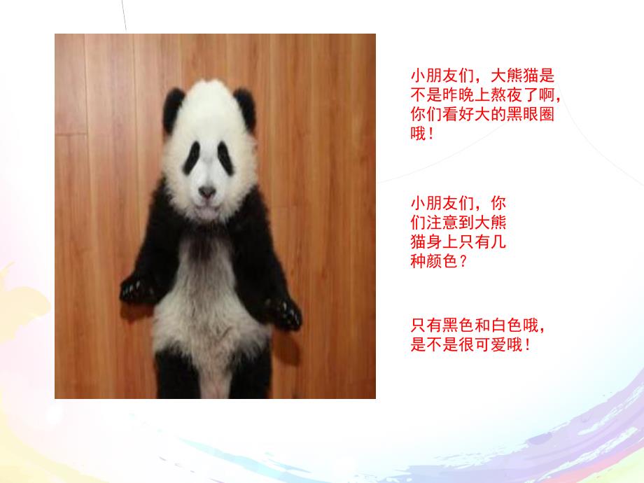 中班科学《国宝大熊猫》PPT课件教案《认识大熊猫》课件.pptx_第3页