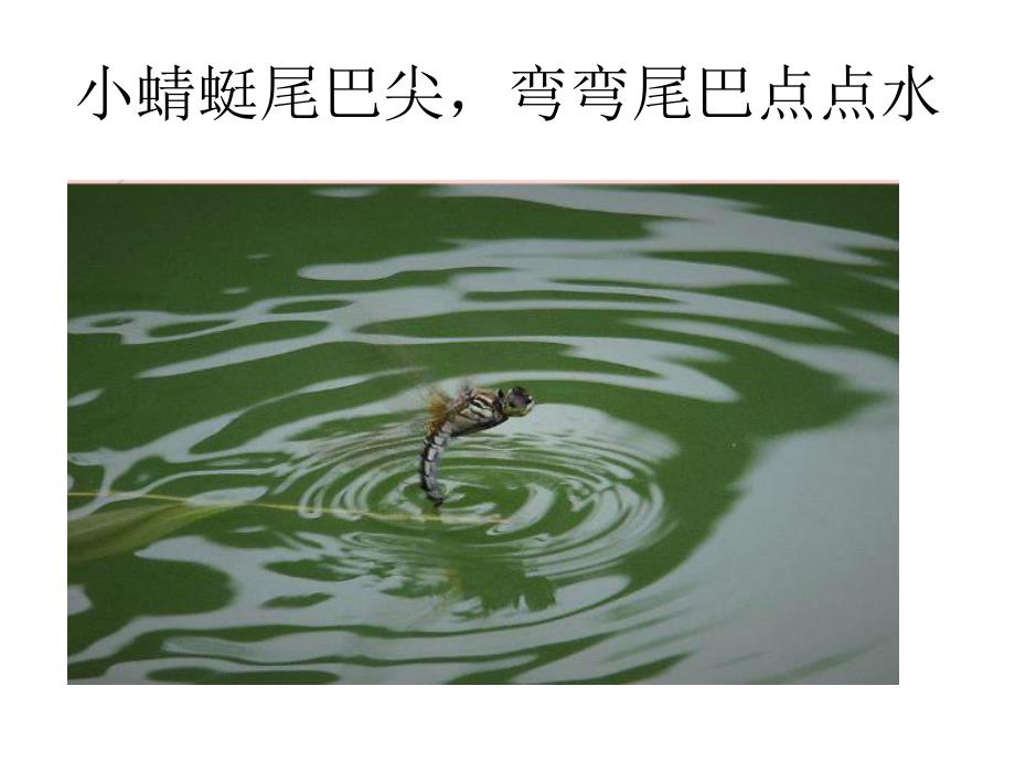 中班散文《圆圆的春天》PPT课件教案散文圆圆的春天.pptx_第2页