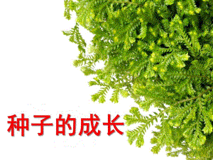 中班科学《种子的成长》PPT课件种子的成长.pptx
