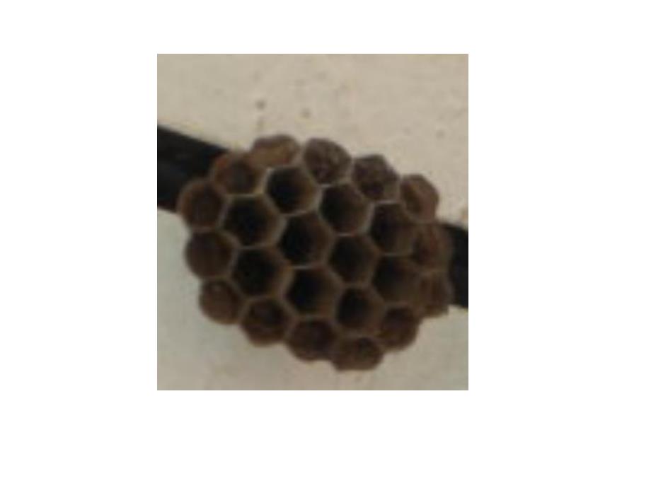 中班科学优质课《猜猜我是谁》PPT课件教案.pptx_第2页