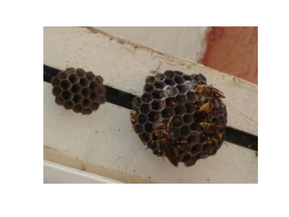 中班科学优质课《猜猜我是谁》PPT课件教案.pptx_第3页