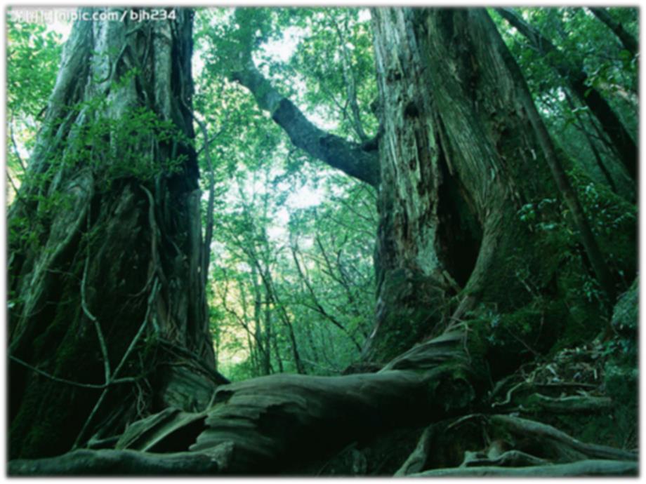 中班科学《森林之最-大王花》PPT课件森林之最---大王花.pptx_第3页