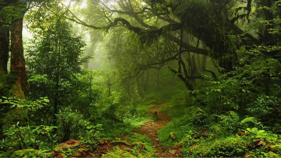 中班科学《动物住在哪》PPT课件动物住在哪.pptx_第2页