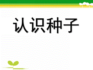 中班科学《认识种子》PPT课件教案幼儿中班认识种子.pptx