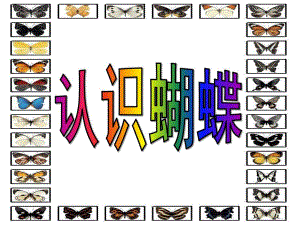 中班《认识蝴蝶》PPT课件教案认识蝴蝶.pptx