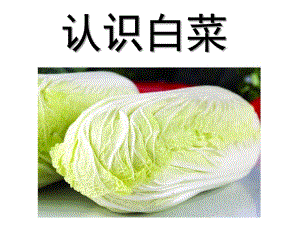 中班科学《认识白菜》PPT课件教案幼儿园科学活动《认识白菜》.pptx