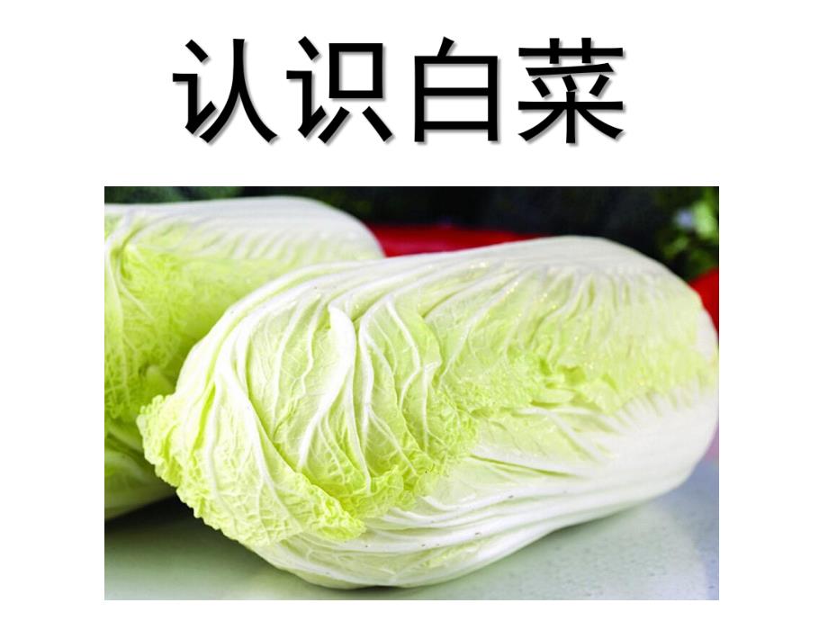 中班科学《认识白菜》PPT课件教案幼儿园科学活动《认识白菜》.pptx_第1页