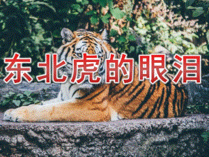 中班社会《东北虎的眼泪》PPT课件教案音频PPT.pptx