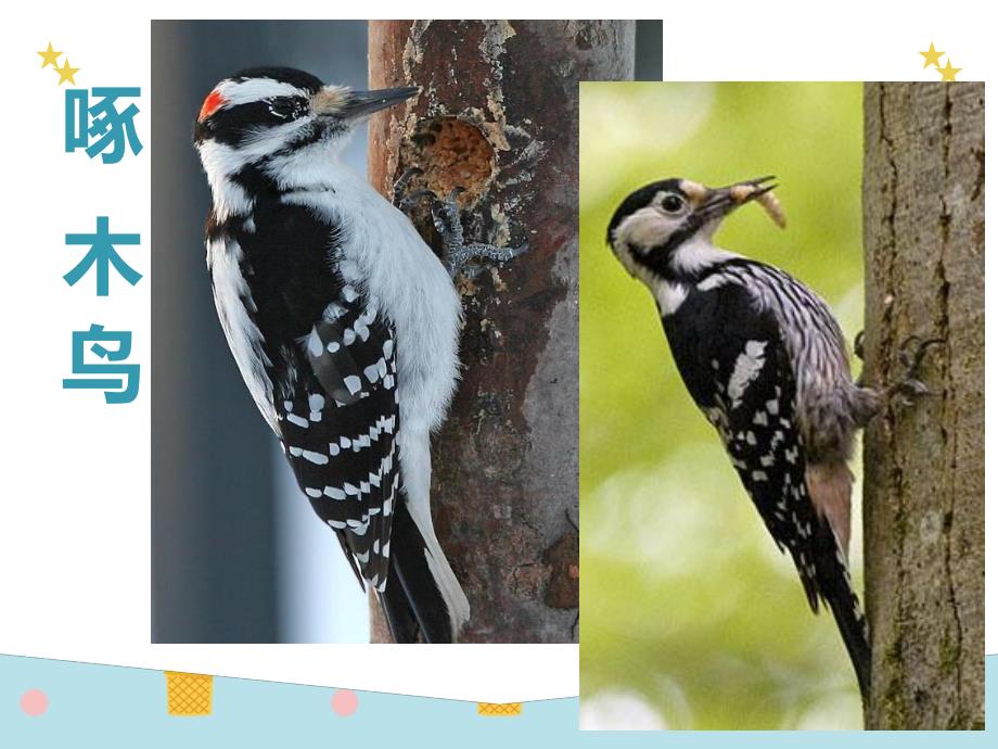 中班科学《小鸟的嘴巴》PPT课件中班科学-鸟的嘴巴.pptx_第2页