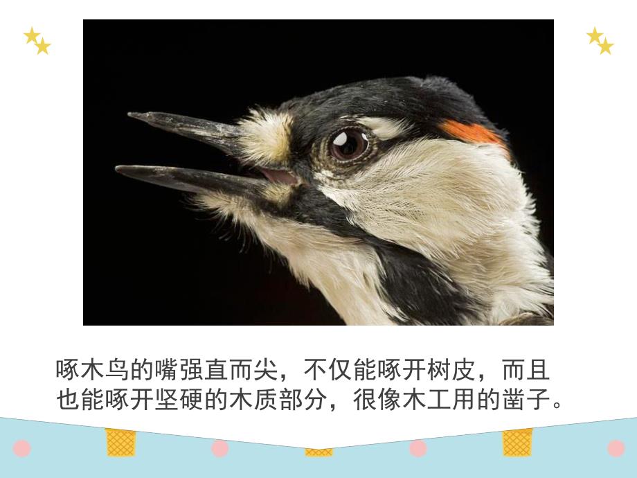 中班科学《小鸟的嘴巴》PPT课件中班科学-鸟的嘴巴.pptx_第3页