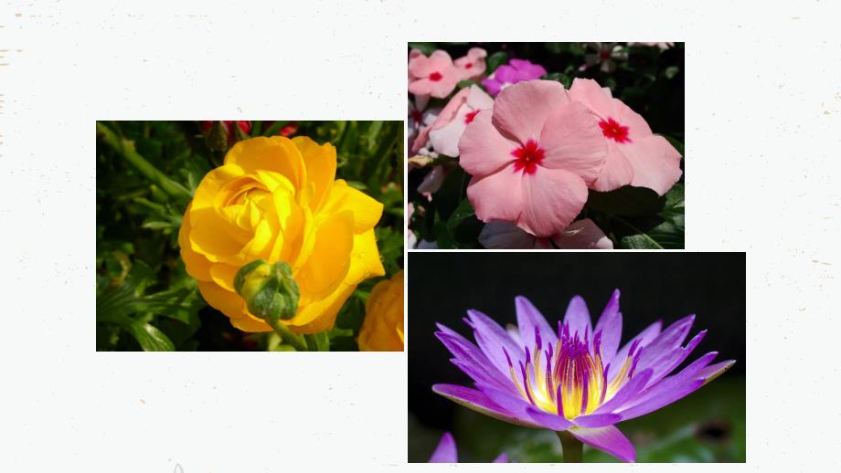 中班科学《开花了》PPT课件教案中班科学《开花了》微课件.pptx_第3页