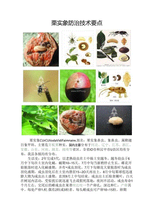 栗实象防治技术要点.docx