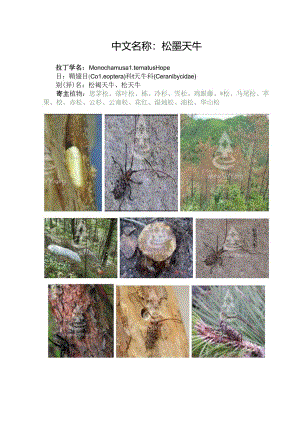 松墨天牛（汉中）.docx