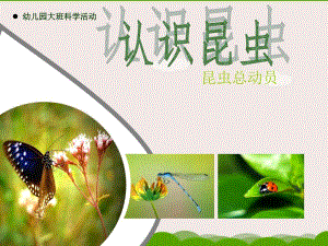 大班科学《认识昆虫》PPT课件教案幼儿园大班科学活动——认识昆虫.pptx