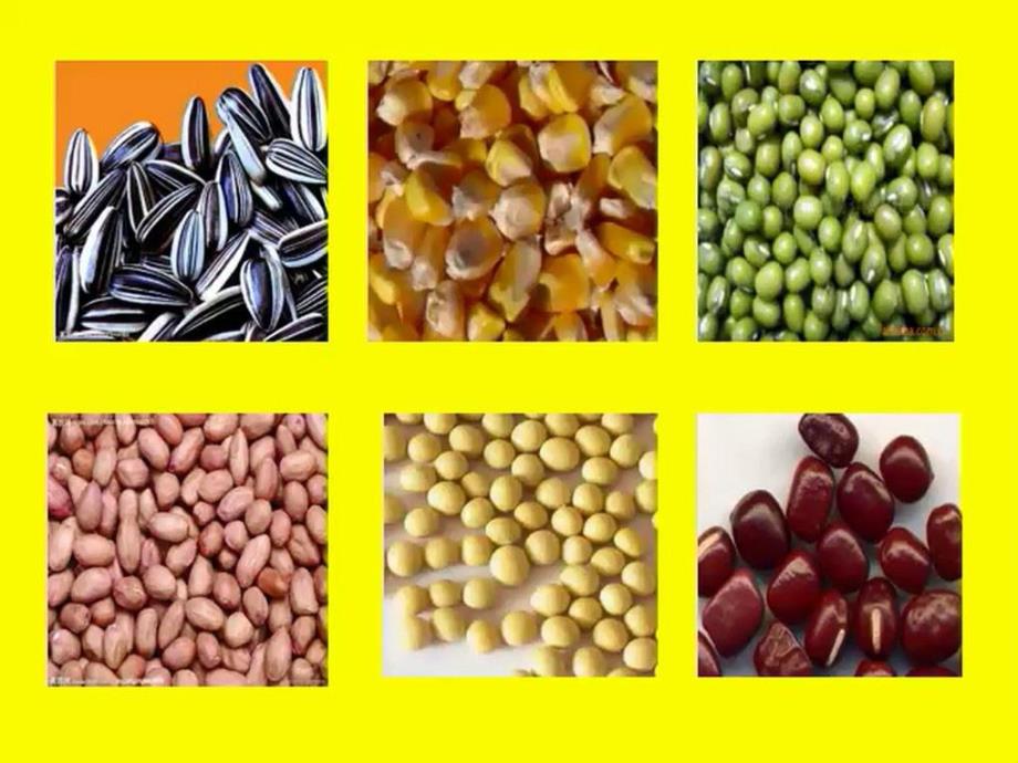 大班科学优质课《种子的旅行》PPT课件教案大班科学《种子的旅行》课件.pptx_第2页