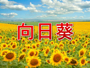 大班线描画《向日葵》PPT课件教案向日葵-线描.pptx