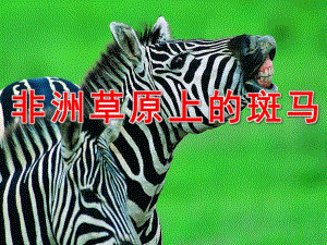 大班美术《非洲草原上的斑马》PPT课件非洲草原上的斑马1(少儿美术教案.pptx