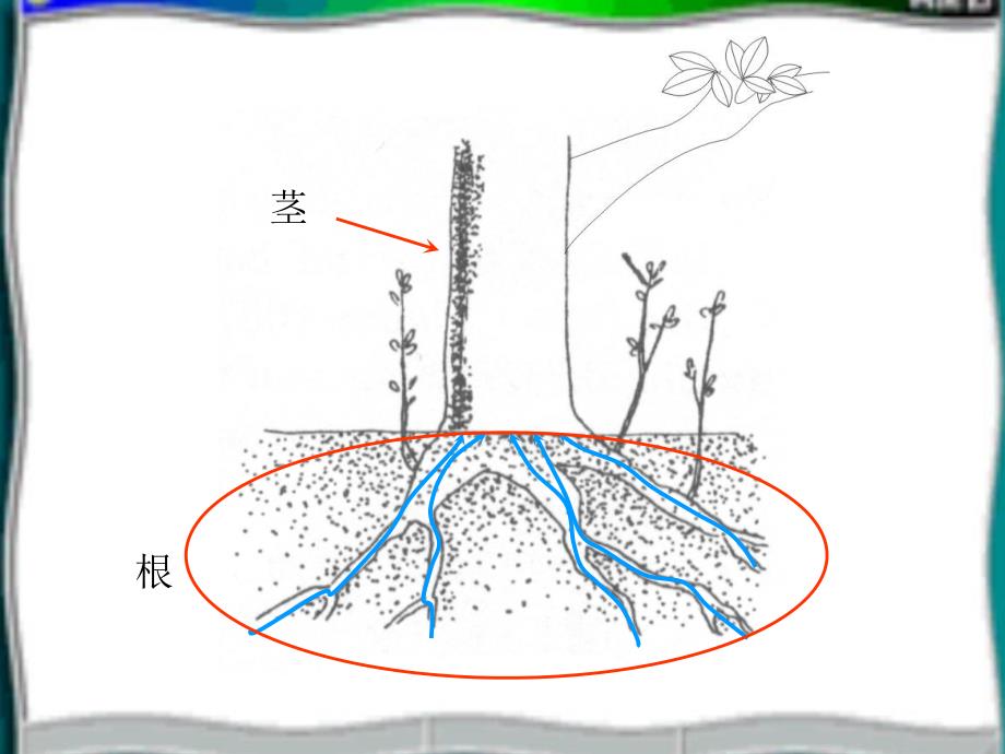 大班科学《茎的作用》PPT课件教案大班级组-科学课件《茎的作用》.pptx_第3页