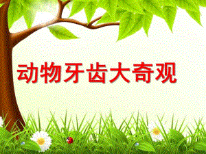 大班健康《动物牙齿大奇观》PPT课件动物牙齿大奇观.pptx