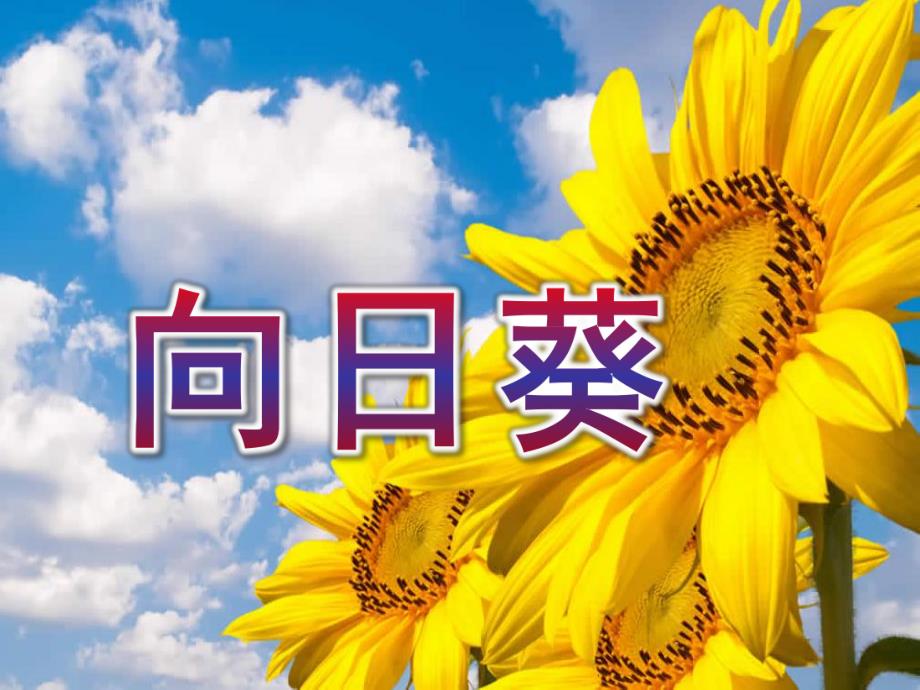 大班美术活动《向日葵》PPT课件教案大班美术向日葵.pptx_第1页