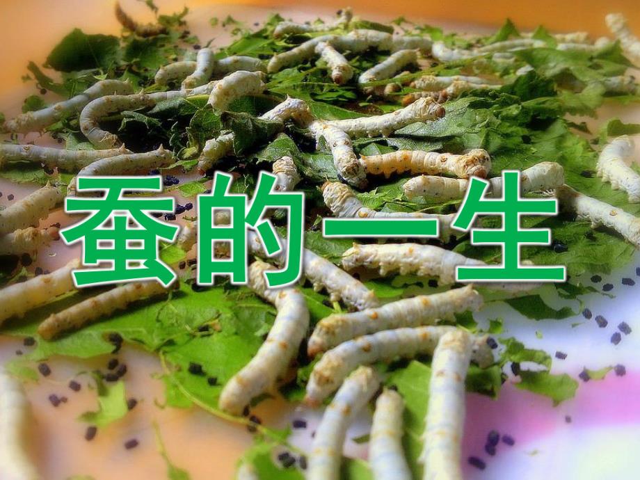 大班科学《蚕的一生》PPT课件教案PPT课件.pptx_第1页