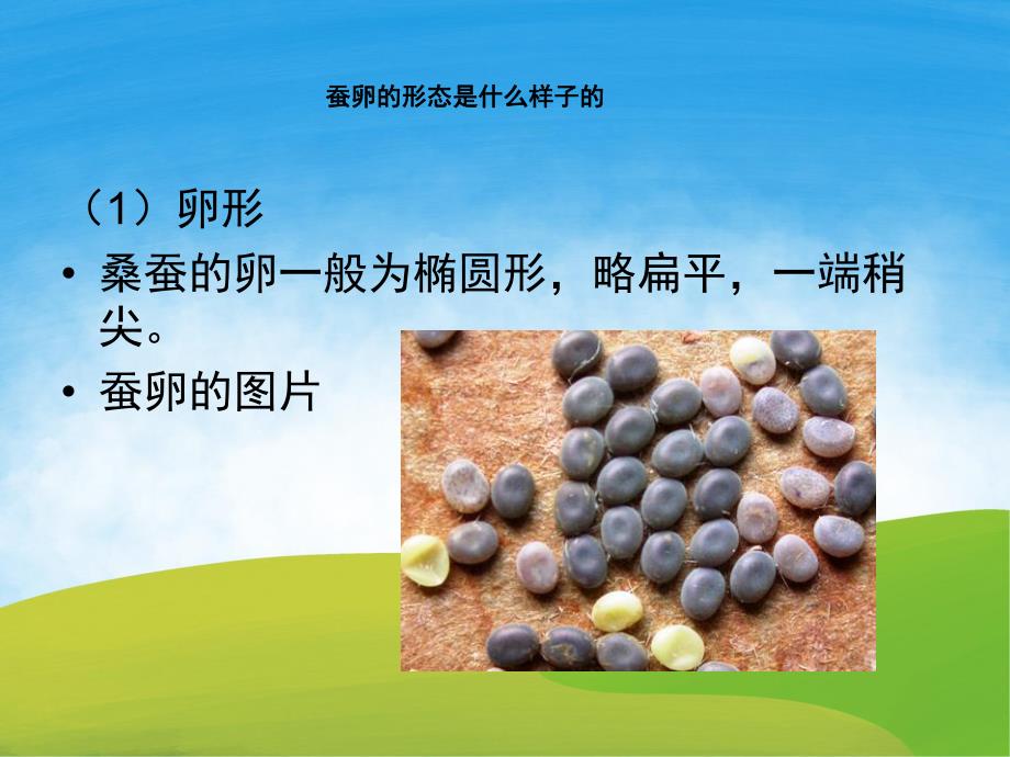 大班科学《蚕的一生》PPT课件教案PPT课件.pptx_第3页