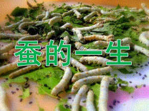 大班科学《蚕的一生》PPT课件教案PPT课件.pptx