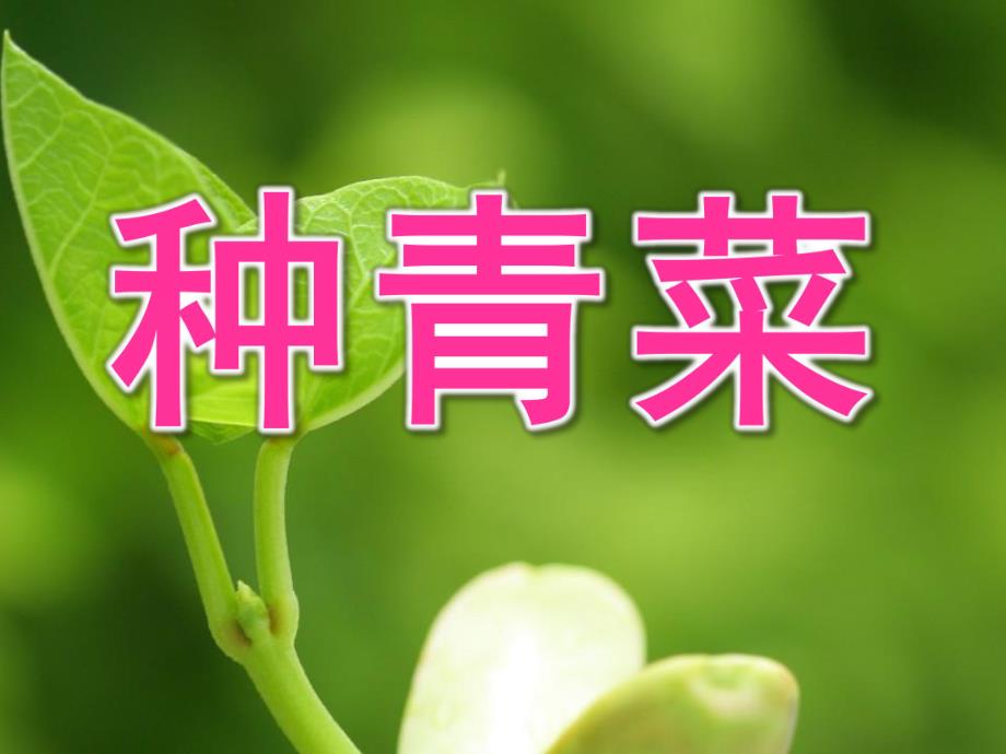 小班活动《种青菜》PPT课件种青菜-小班.pptx_第1页