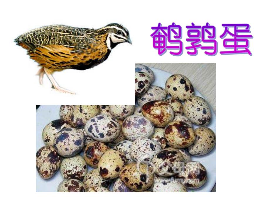 大班综合《捡蛋》PPT课件教案音频捡蛋.pptx_第3页