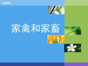 大班常识《家畜和家禽》PPT课件教案家畜和家禽-常识.pptx