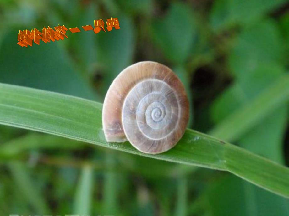 小班手工泥工《蜗牛出来了》PPT课件小班泥工：蜗牛出来了PPT.pptx_第2页