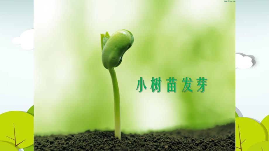 亲亲大树PPT课件教案图片大班树木的作用.pptx_第3页