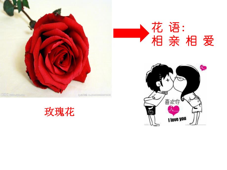 大班科学《美丽的花》PPT课件教案大班科学-美丽的花.pptx_第3页