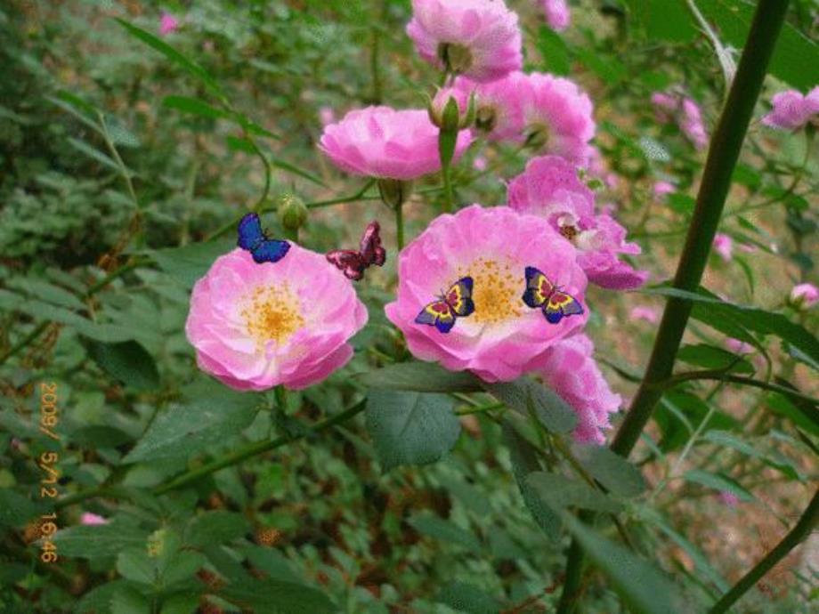 大班音乐艺术《摘草莓》PPT课件教案摘草莓.pptx_第3页