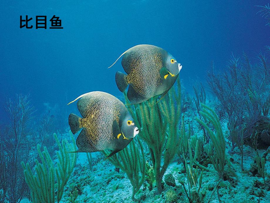 大班《各种各样的鱼》PPT课件教案PPT课件.pptx_第3页