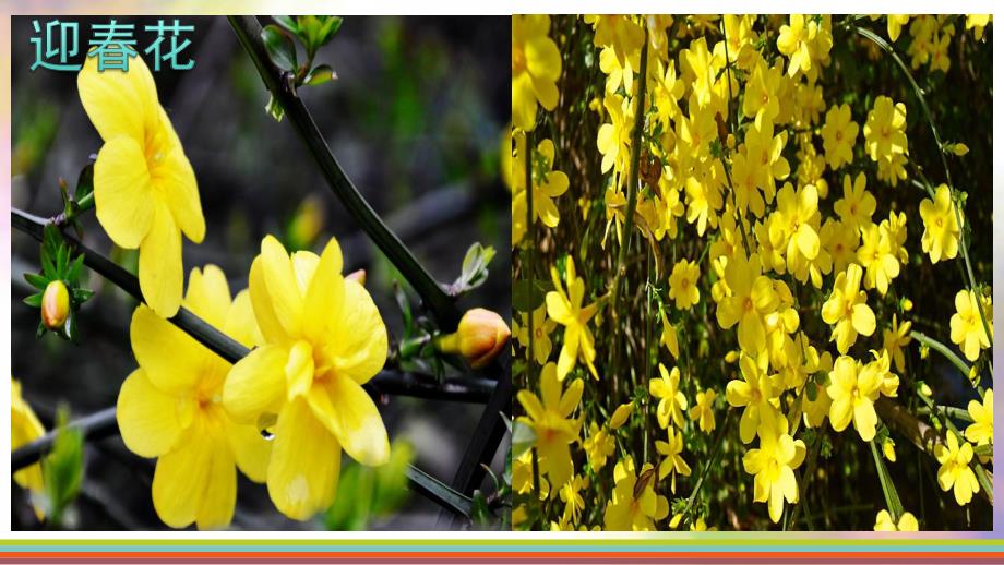 大班社会《花宝宝笑了》PPT课件教案花宝宝笑了PPT.pptx_第2页