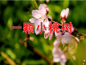 大班语言活动《一颗小桃树》PPT课件教案配音音乐PPT课件.pptx