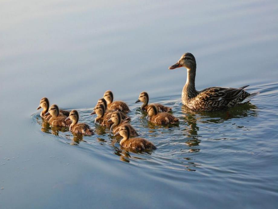 动物妈妈的爱PPT课件教案图片动物妈妈的爱.pptx_第3页