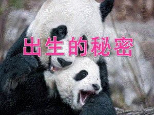 大班科学《出生的秘密》PPT课件教案ppt课件.pptx